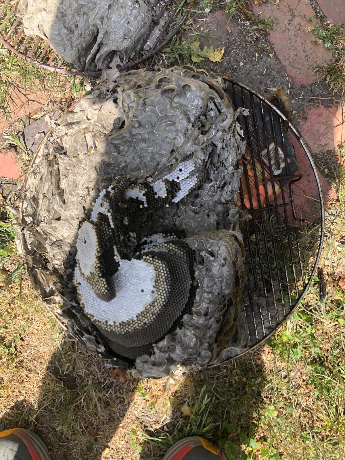 European wasp nest cut open showing the layered comb, removed from a property in Victoria