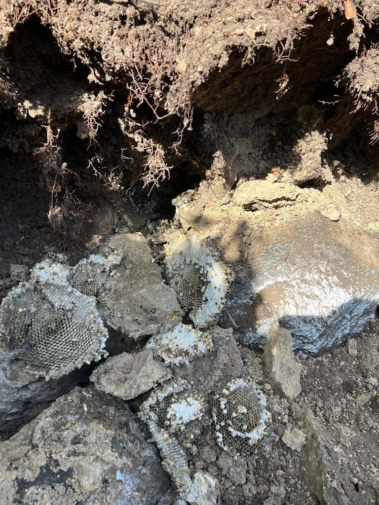 Underground European wasp nest excavated from soil in a garden in Victoria