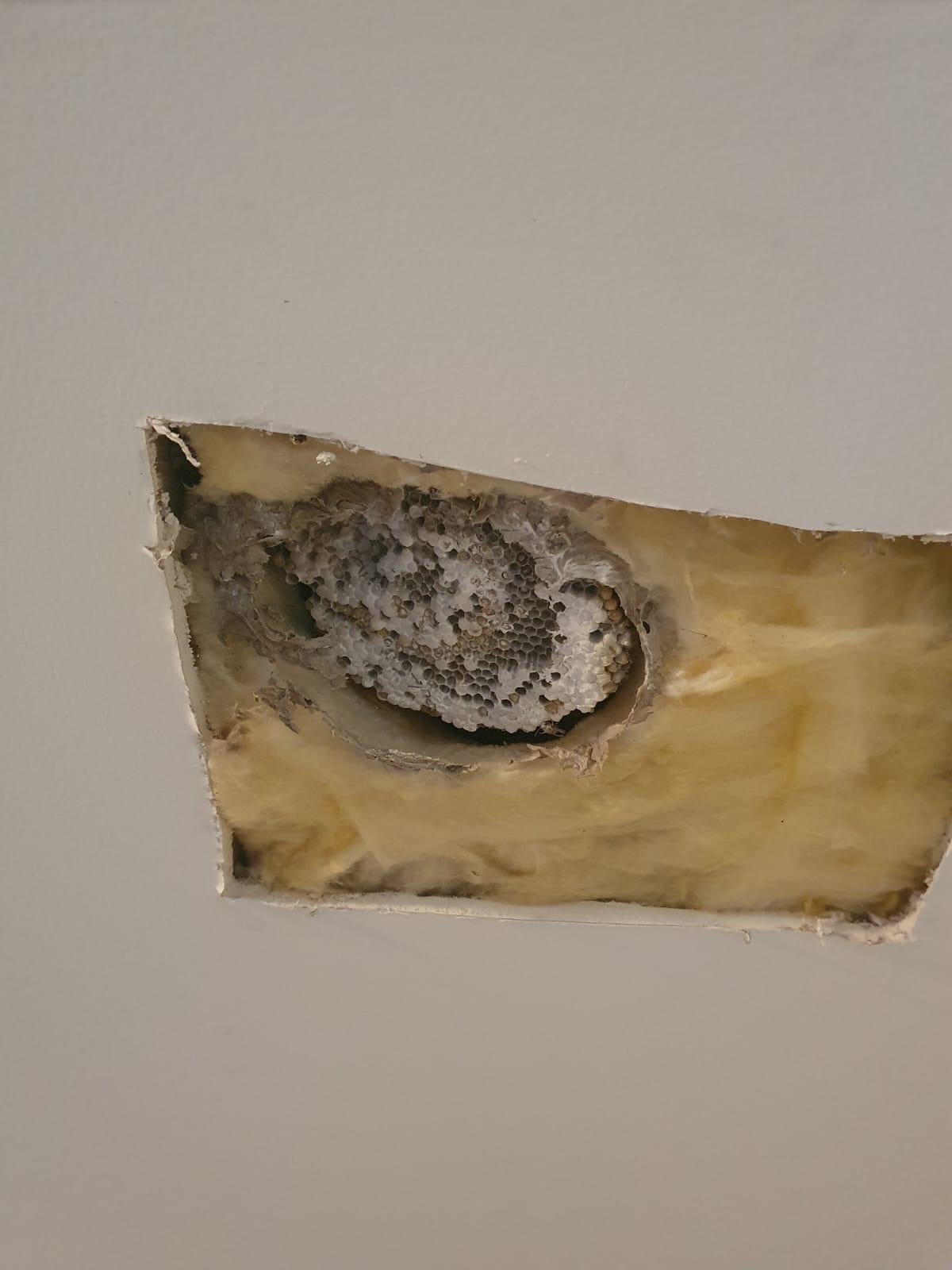 Wasp nest found inside a ceiling cavity behind plasterboard and insulation