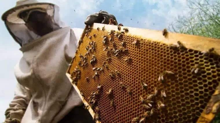Beekeeper holding a frame of live honey bees during a bee removal in Victoria