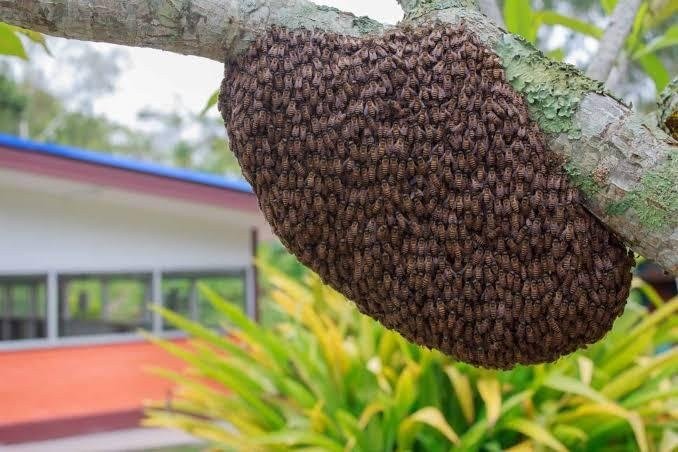 Honey bee swarm clustered on a tree branch beside a house in Victoria